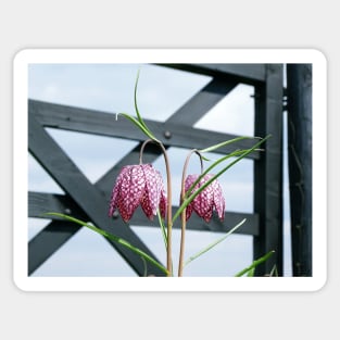 Chequered Lily Gate Sticker